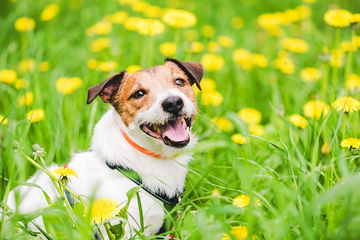 Fröhlicher Hund mit Flohhalsband auf Wiese