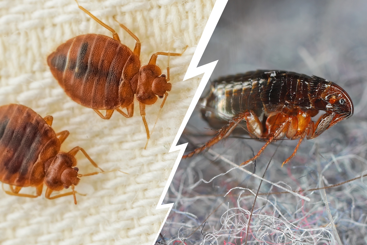 Detailansicht von Bettwanzen und Floh zur Unterscheidung