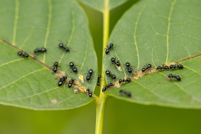 Was tun gegen Ameisen im Garten