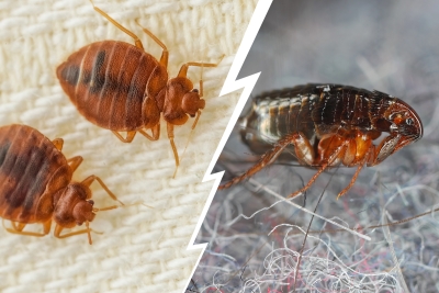Bettwanzen oder Flöhe? So erkennen Sie den Unterschied