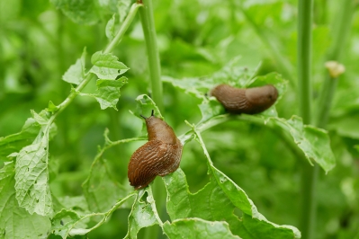 Was hilft gegen Schnecken im Garten?