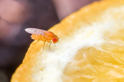 Fruchtfliegen loswerden: Ursachen, Hausmittel & Fallen