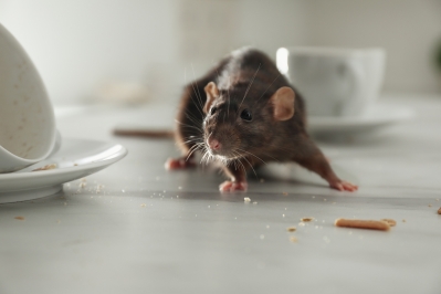 Ratten im Haus: Was tun?