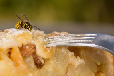Wespen bekämpfen: Was hilft gegen Wespen?