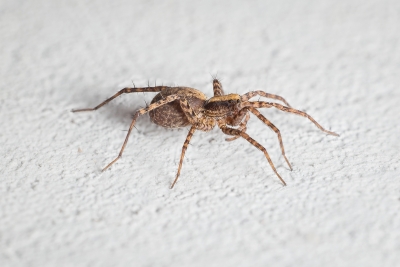 Spinnen im Haus – Was hilft gegen die ungebetenen Gäste?