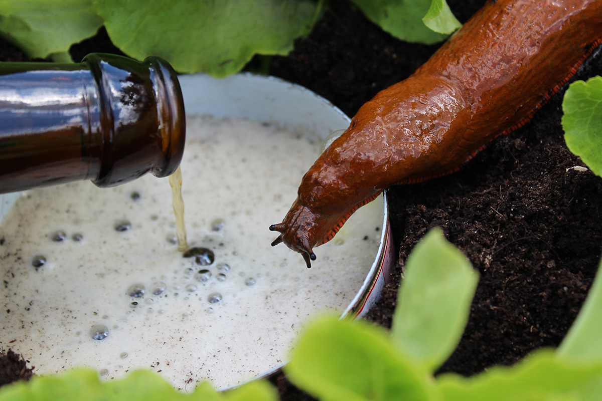 Die Bierfalle ist umstritten, weil sie viele Schnecken anlockt