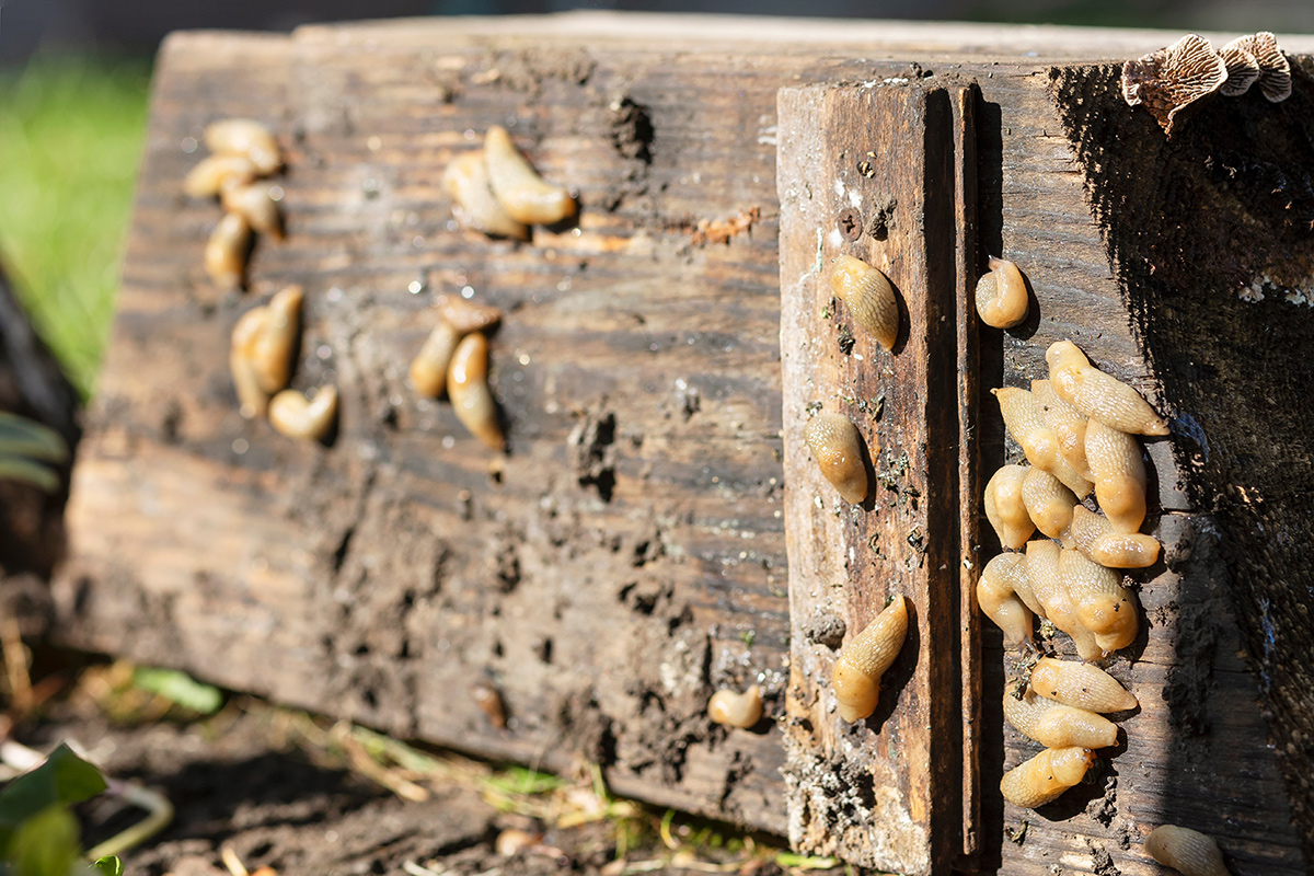 Ein Kupferband am Hochbeet hält Schnecken ab