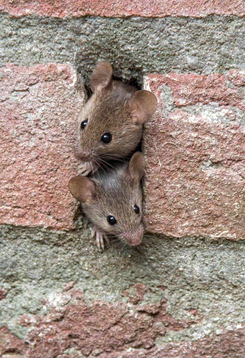 Mäuse nutzen kleine Öffnungen als Einfallstor ins Haus