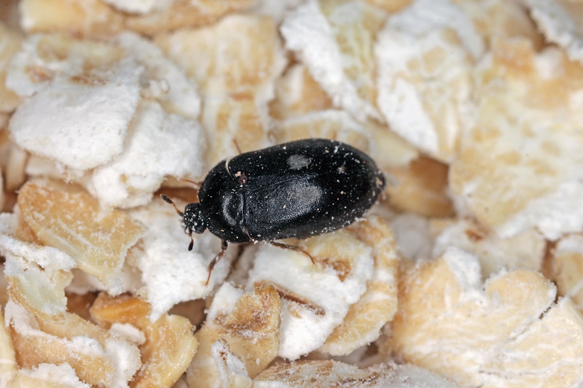 Kleine schwarze Käfer in der Küche? Es könnte der Gefleckte Pelzkäfer (Attagenus pellio) sein