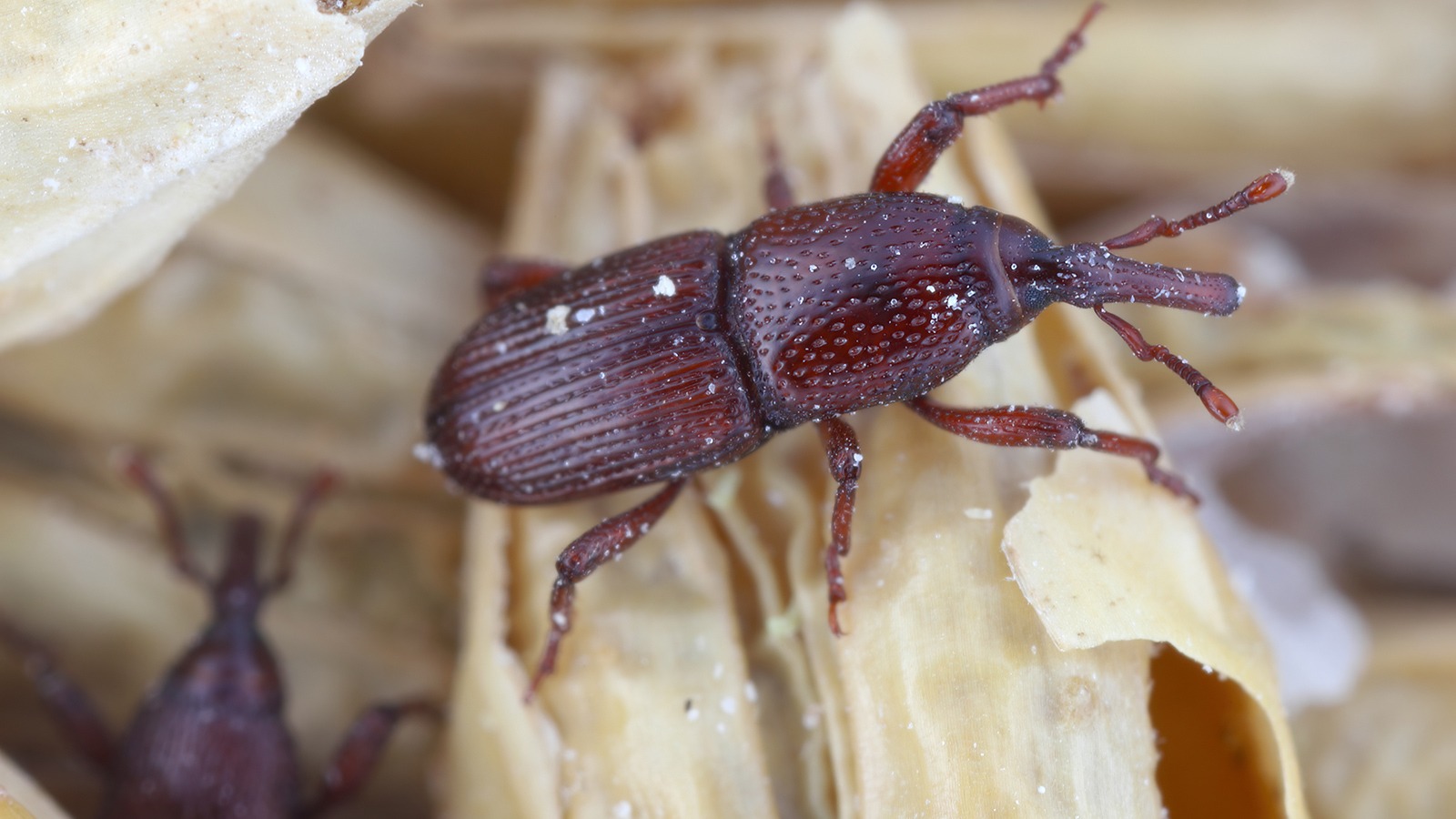 Zwei Reiskäfer auf Reiskörnern