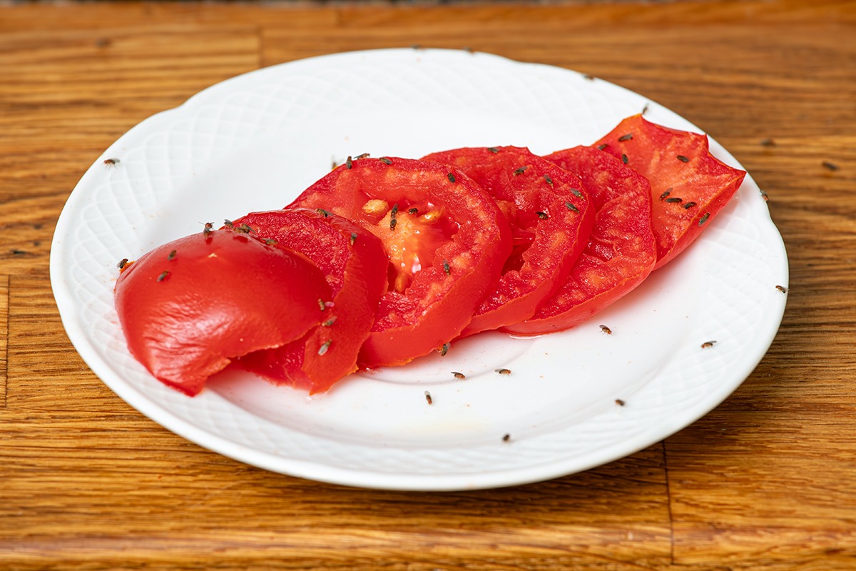 Fruchtfliegen auf einem Teller mit aufgeschnittenen Tomatenscheiben