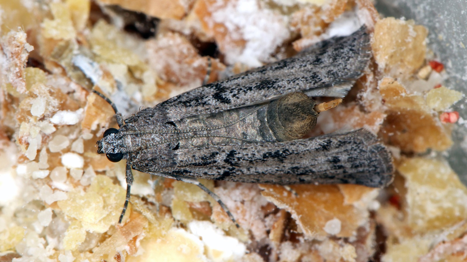 Nahaufnahme einer Mehlmotte auf Vorräten