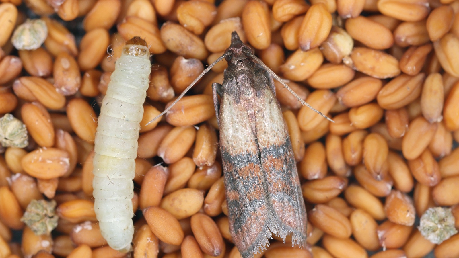 Dörrobstmotte und ihre Larve auf Hülsenfrüchten als Vorratsschädling