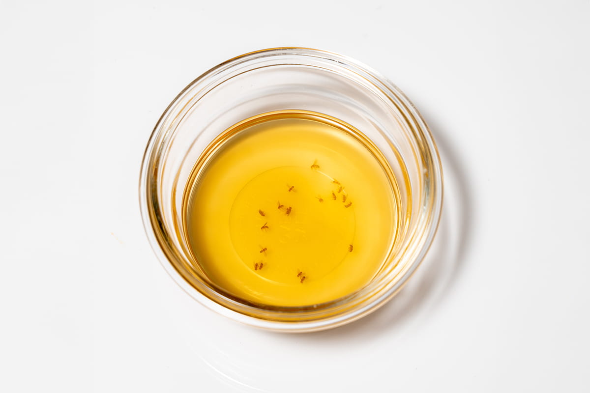 Fruchtfliegen am Boden eines Glases mit einer Hausmittel-Lösung als Falle