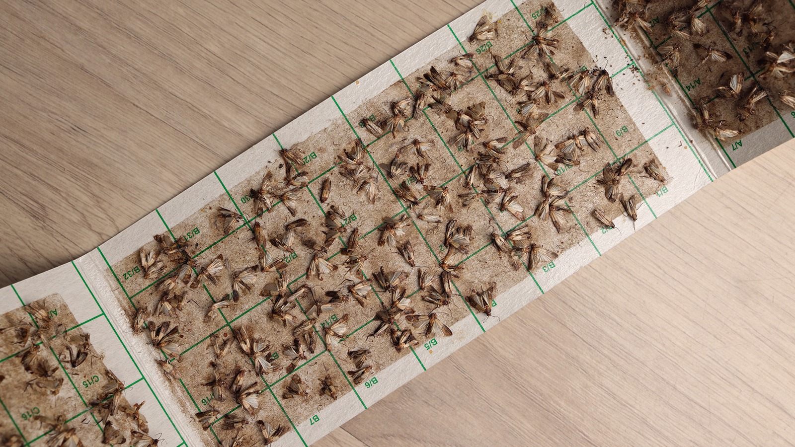 Mottenfalle im Einsatz zeigt die Bekämpfung von Vorratsschädlingen