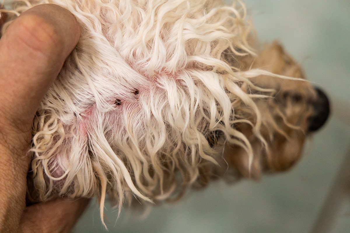 Flöhe beim Hund im Fellansatz am Kopf