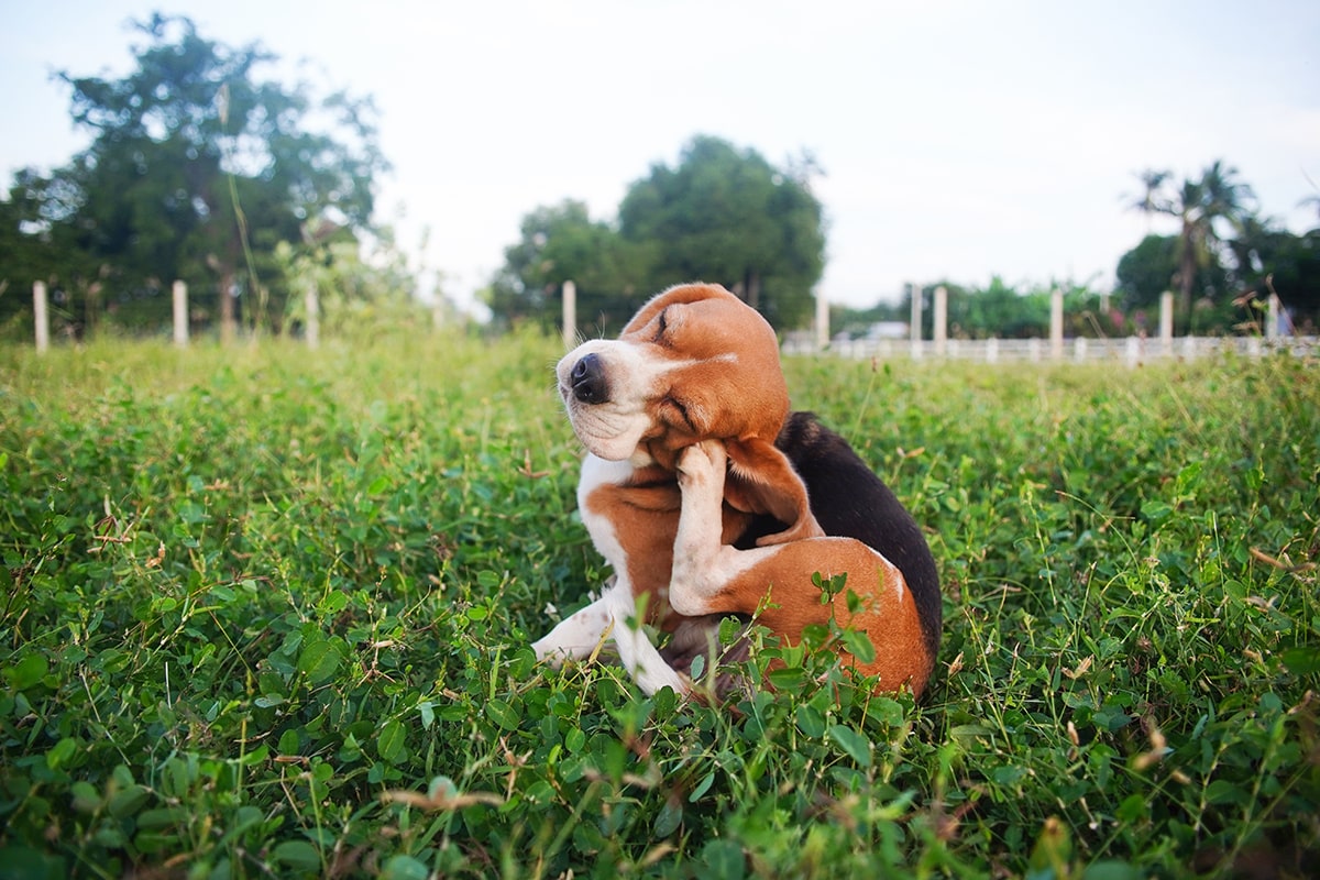 Hund sitzt auf einer Wiese und kratzt sich stark am Ohr und Gesicht