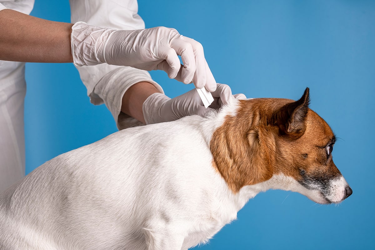 Tierarzt gibt ein Flohmittel an den Haaransatz beim Hund