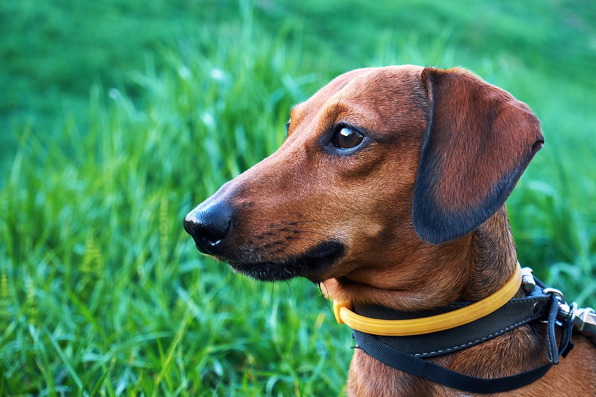 Hund mit Flohhalsband auf einer Wiese
