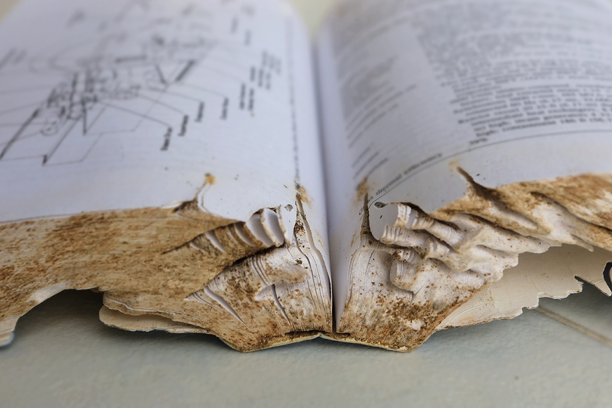 Zerfressenes Buch durch Papierfische