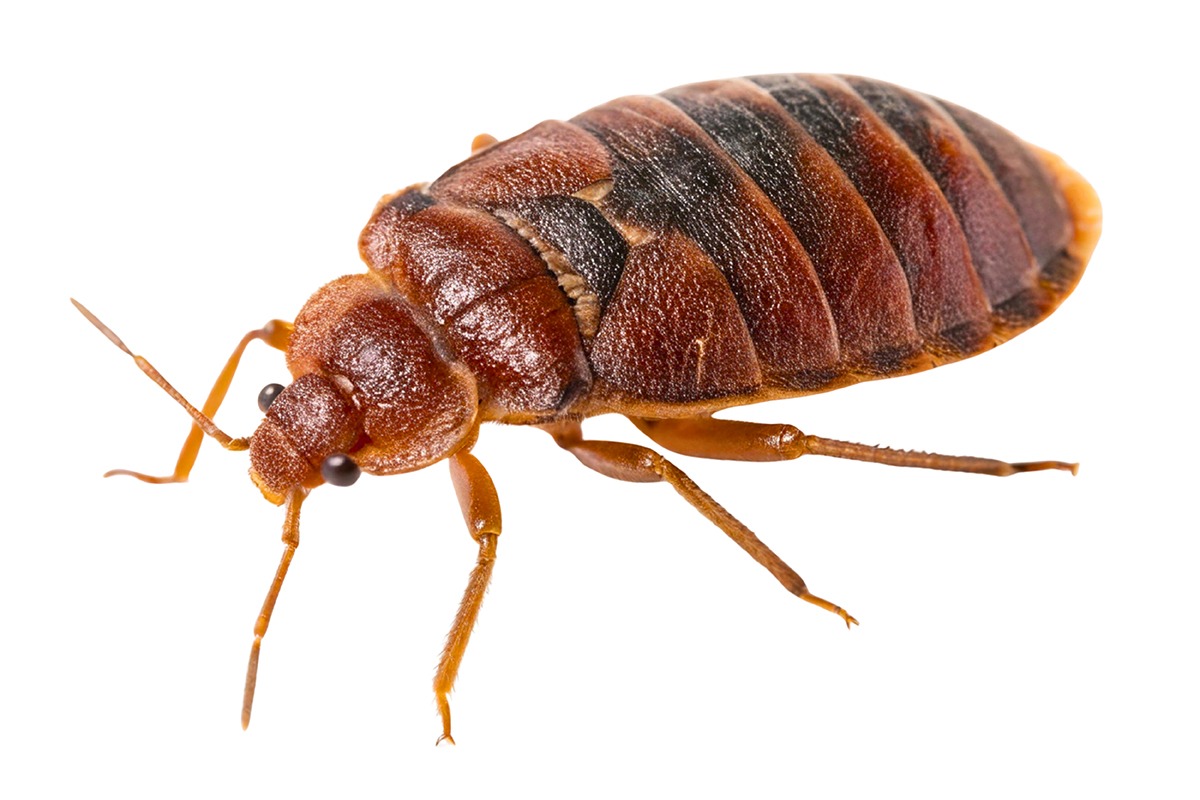 Bettwanze in Nahansicht