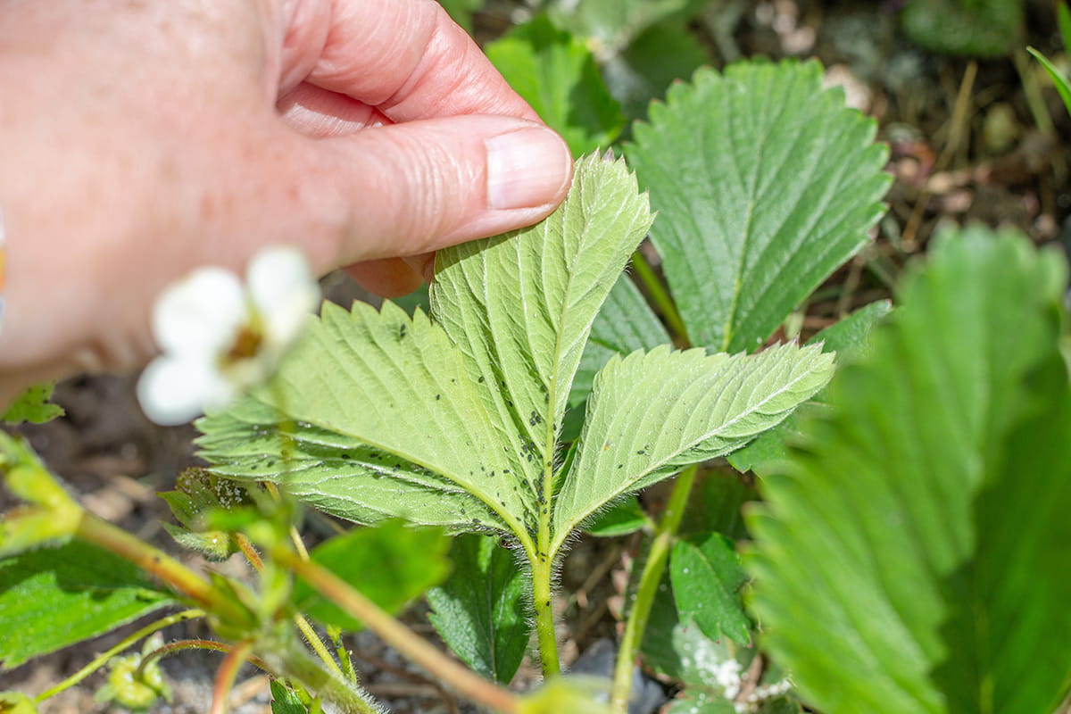 Blattläuse an den Blättern einer Pflanze