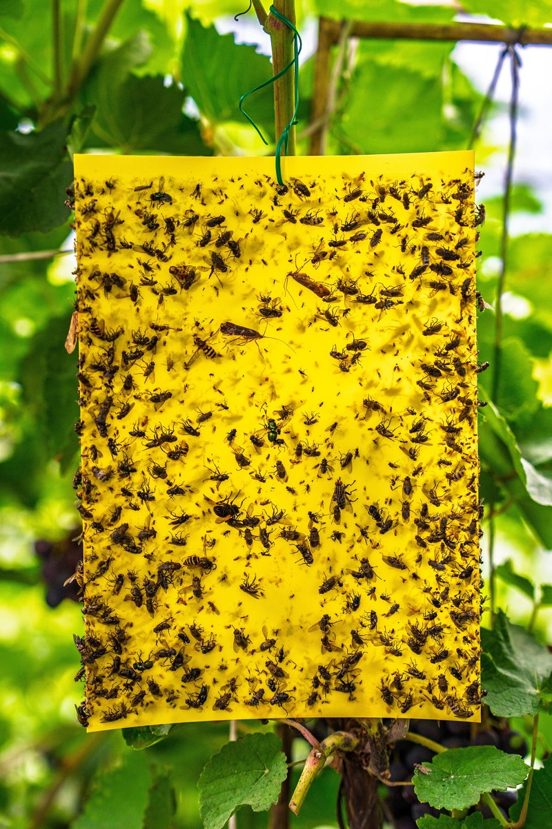 Gelbe Pheromonfalle im Garten hat unzählige Fliegen gefangen