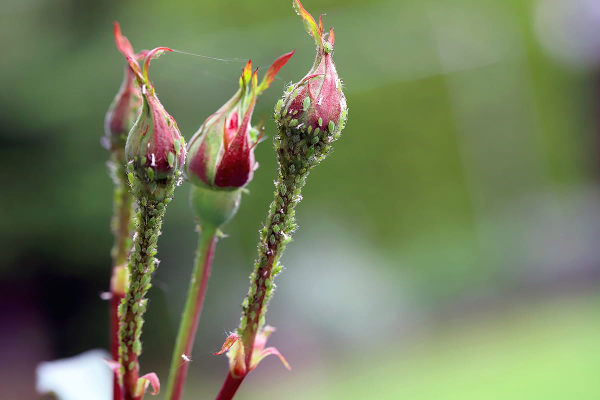Schädlinge an Rosenknospen