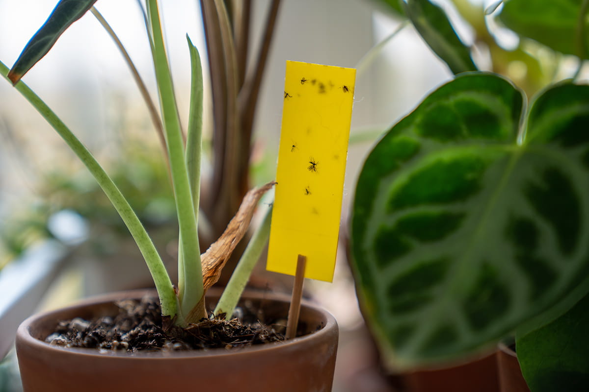 Zimmerpflanze mit einer Klebefalle, auf der Trauermücken kleben