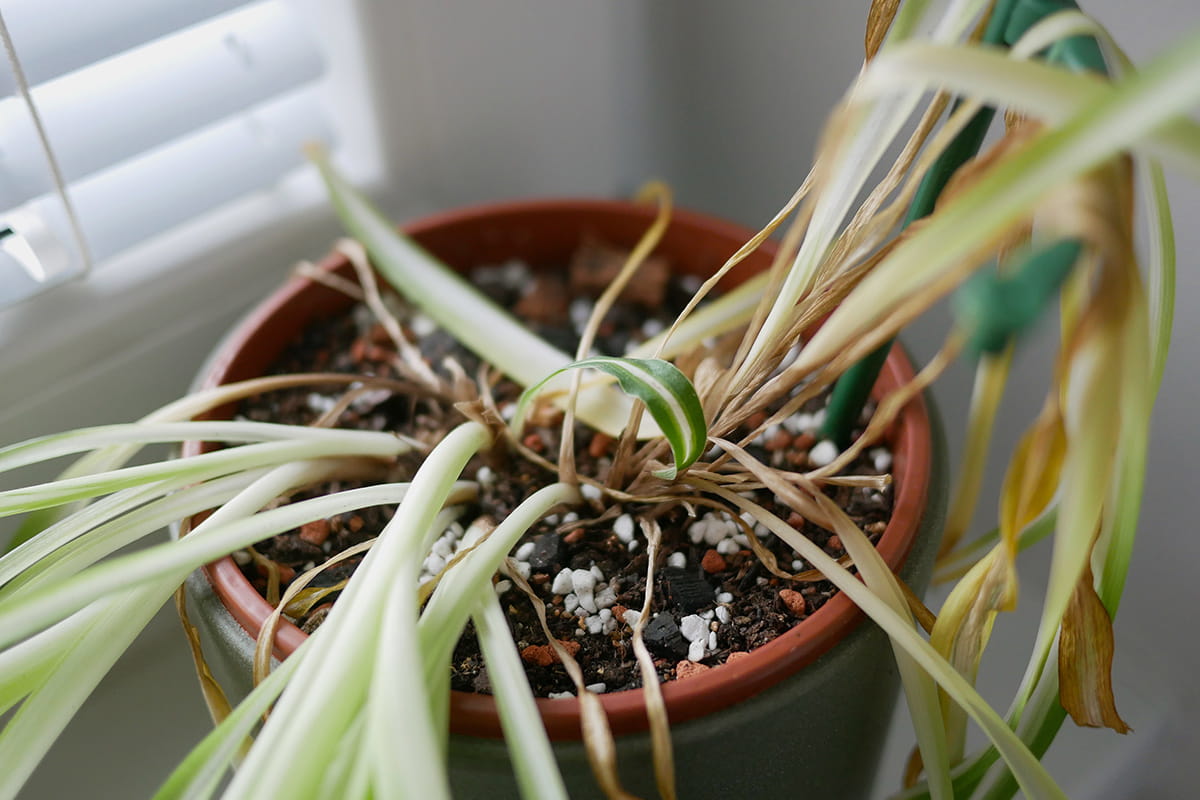 Zimmerpflanze mit herunterhängen, braunen Blättern