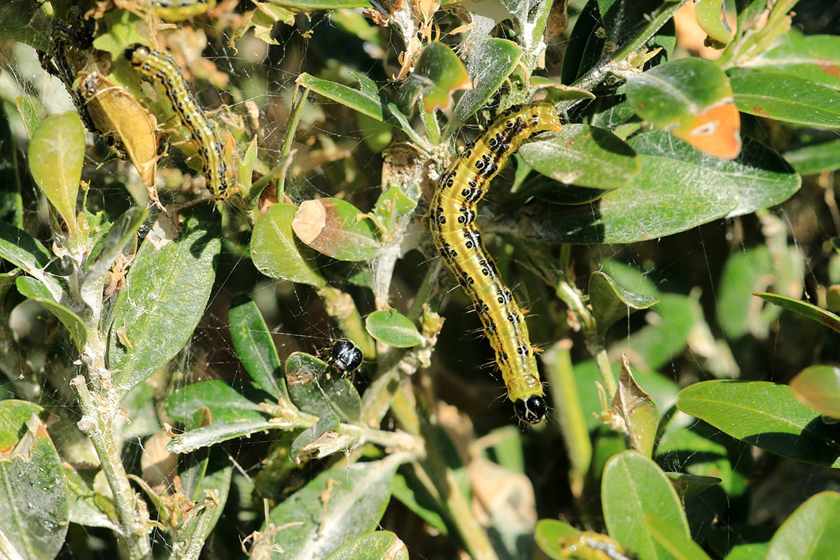 Buchsbaumzünsler in einem Buchsbaum mit Gespinsten und welken Blättern