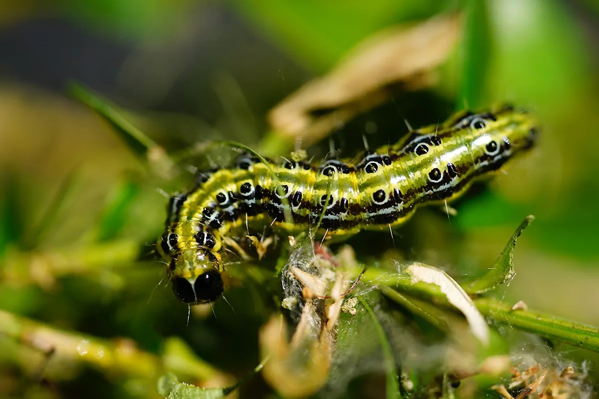 Buchsbaumzünsler bekämpfen: Was hilft gegen Buchsbaumzünsler