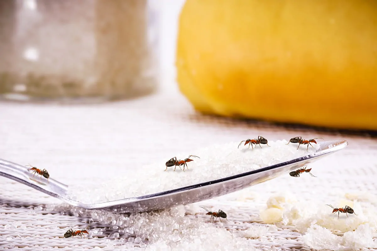 Ameisen auf einem Löffel mit Zucker in der Küche