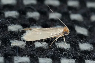 Kleidermotten: Erkennen, Bekämpfen und Vorbeugen