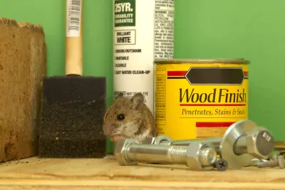 Mäuse im Keller – was tun?