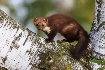 Marder vertreiben: So werden Sie das kleine Raubtier los