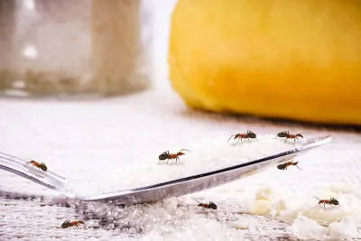 Schädlinge im Haus: Warum Hausmittel nicht ausreichen