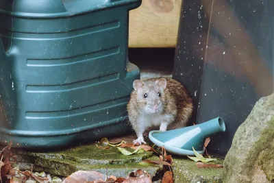 Schädlinge im Garten & Haus vermeiden: Was hilft?