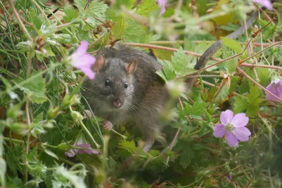 Was tun gegen Ratten im Garten?
