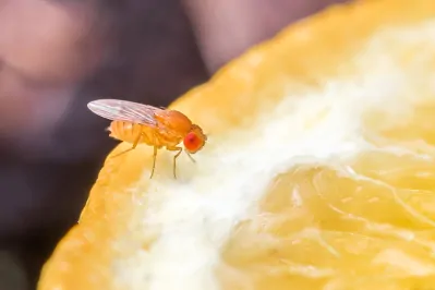 Fruchtfliegen loswerden: Ursachen, Hausmittel & Fallen
