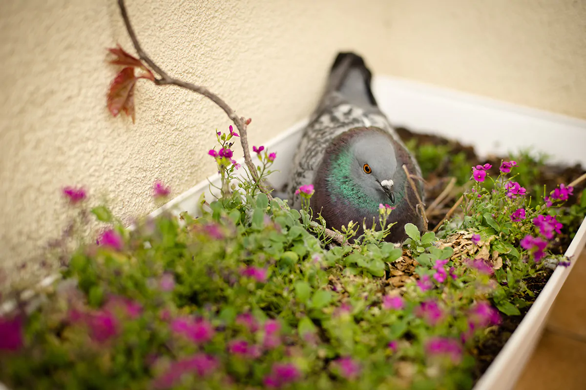 Tauben auf dem Balkon: Was hilft und was können Sie tun?