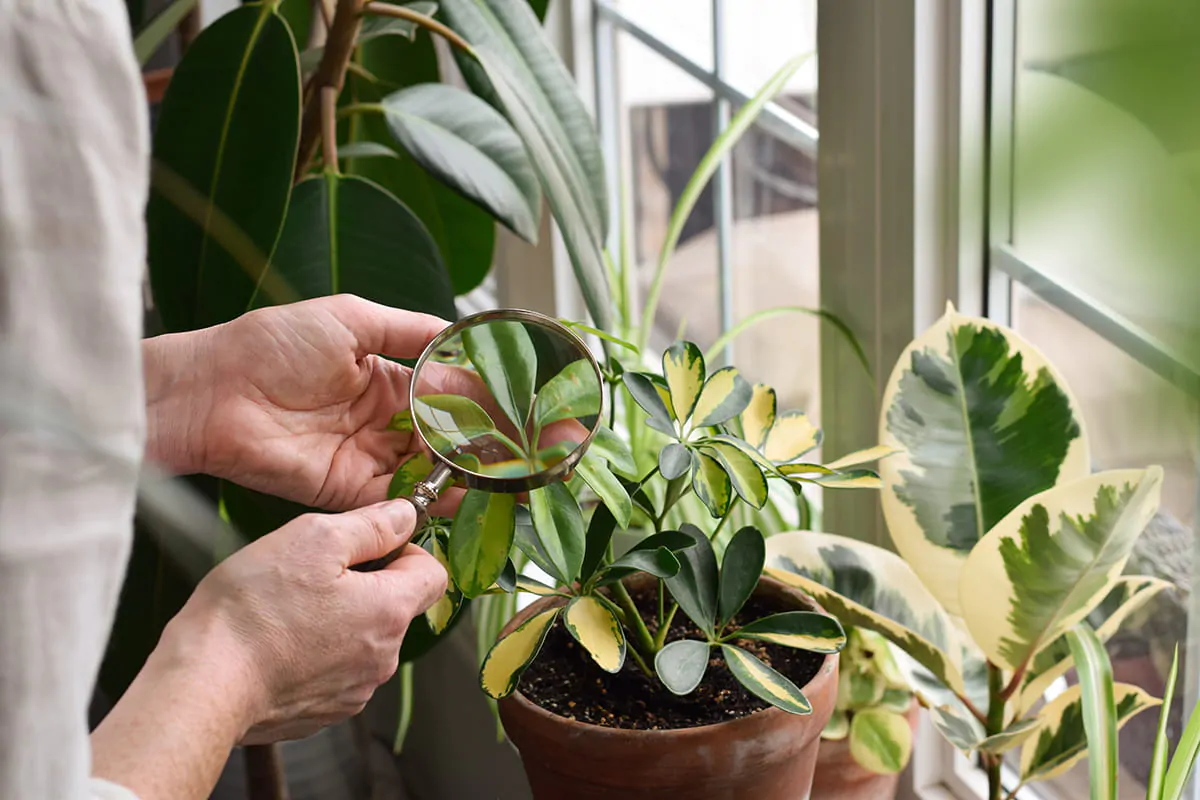 Schädlinge an Pflanzen erkennen & bekämpfen