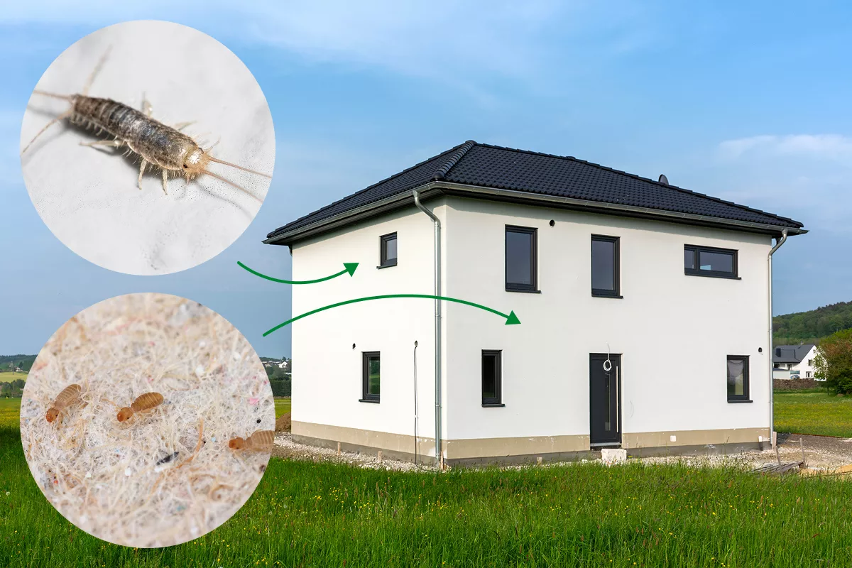 Schädlinge im Neubau oder nach Renovierung: Warum gerade neue Häuser betroffen sind