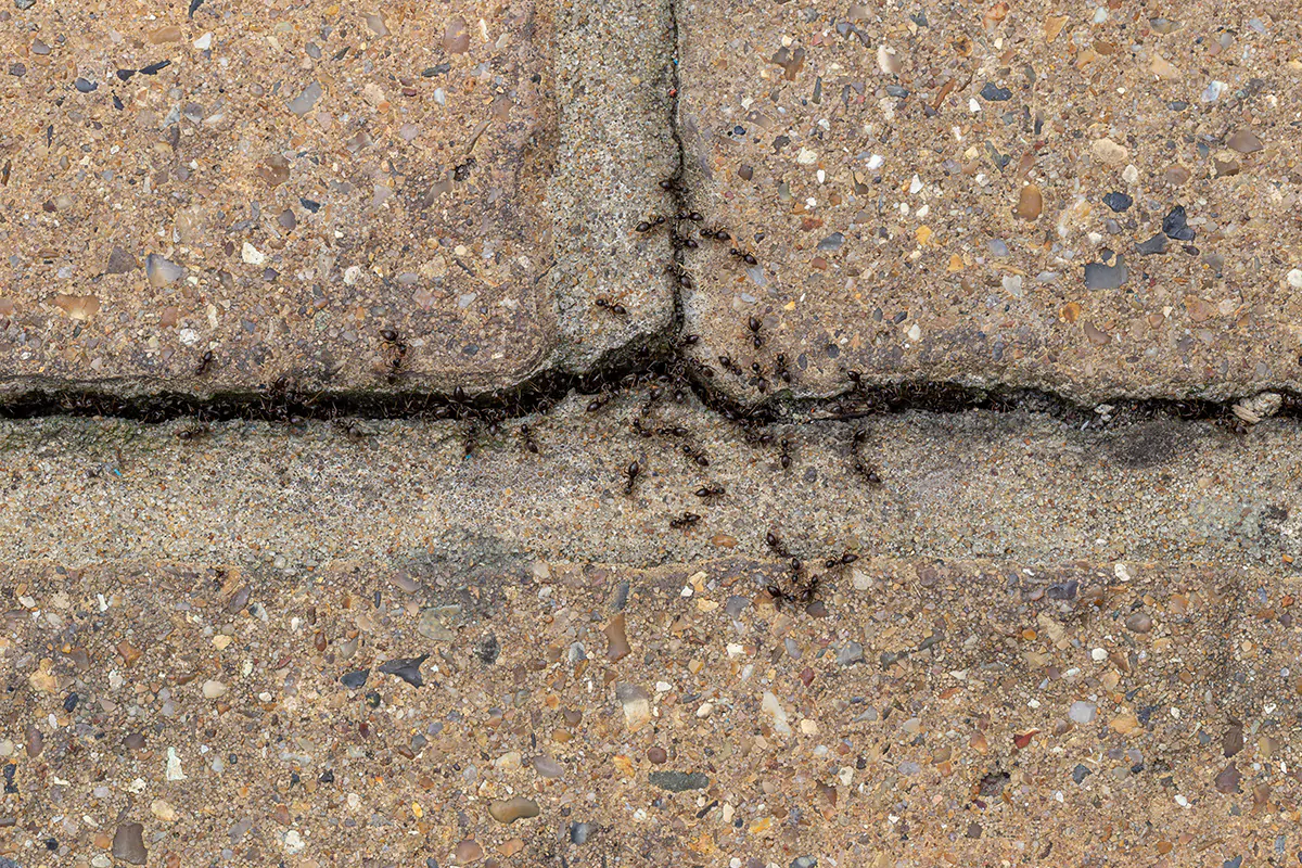 Die Schwarze Wegameisen sind zwischen drei und fünf Millimetern groß