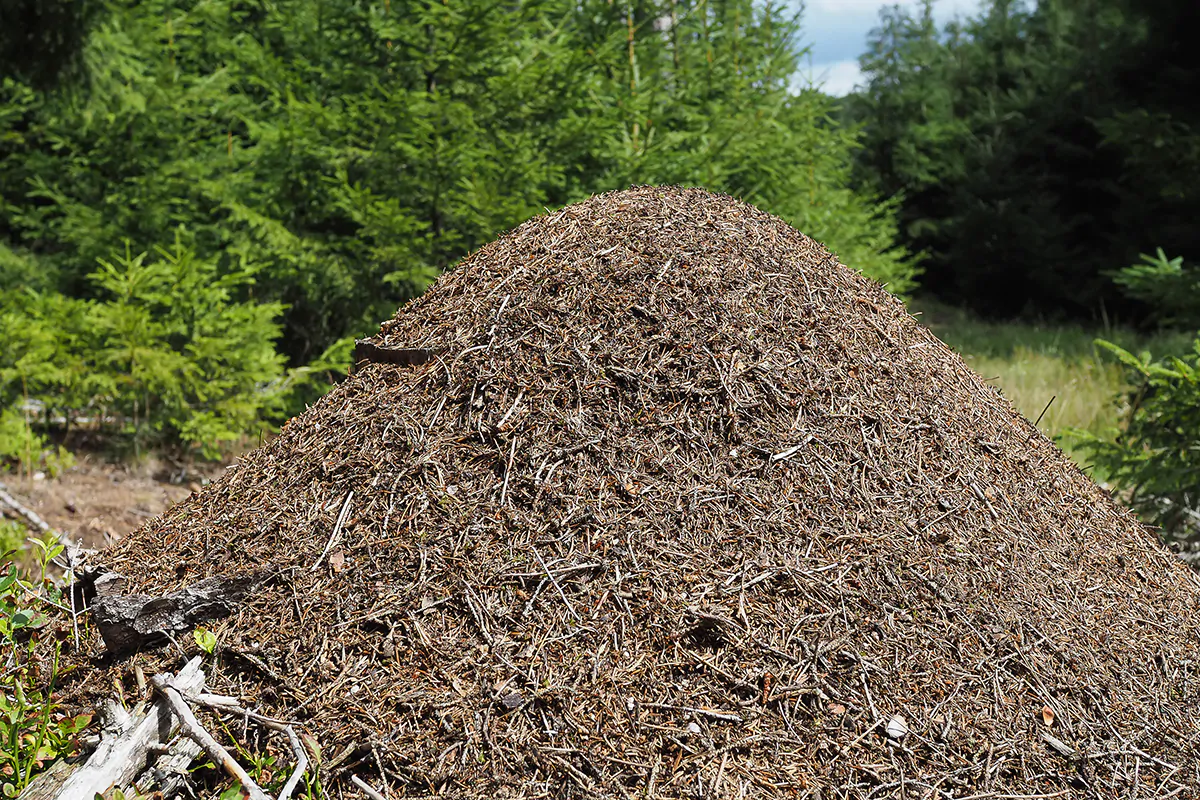 Waldameisen stabilisieren das ökologische Gleichgewicht und sind geschützt