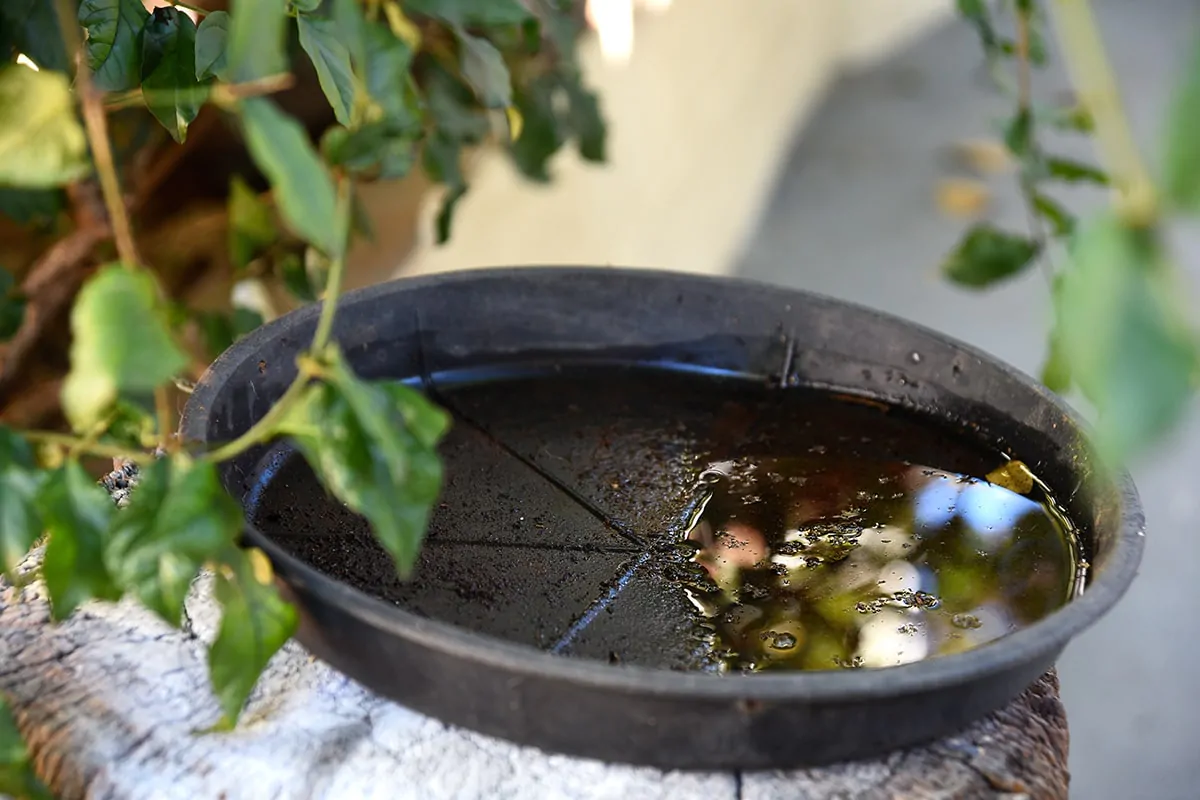 Leicht vermeidbar – bereits kleinste Wasserpfützen können als Brutstätte genutzt werden