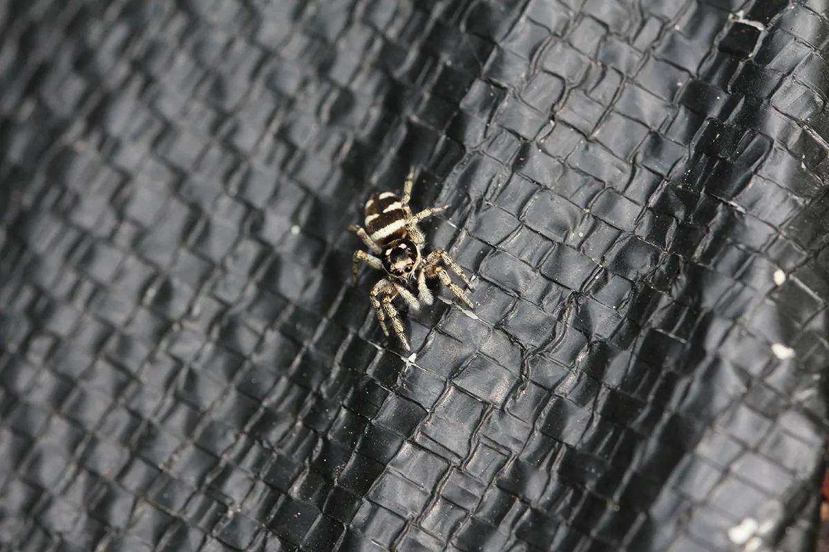 Zebraspringspinnen