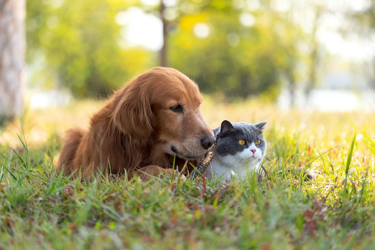  Natürliche Feinde schrecken Marder auch ab