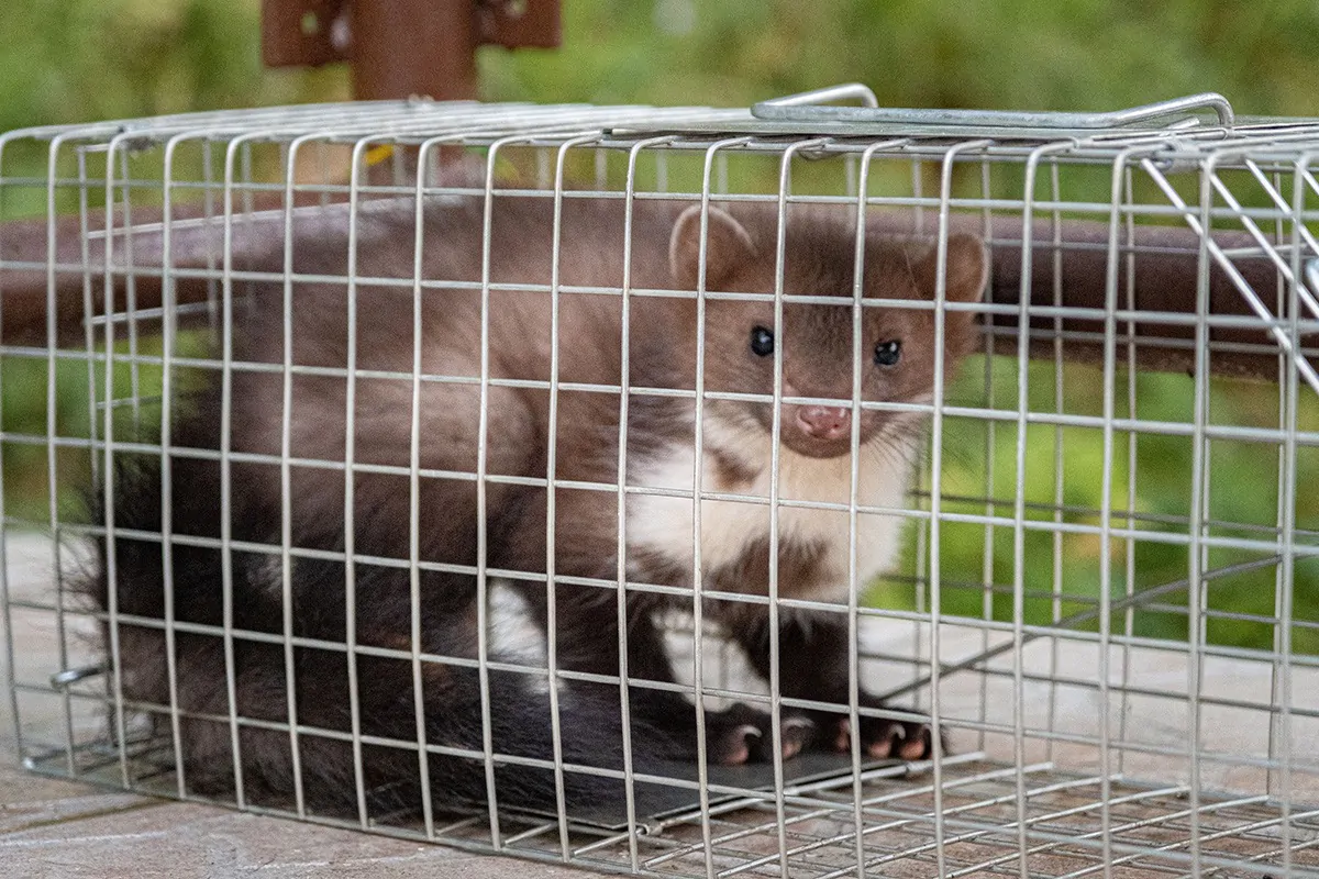Der Einsatz von Lebendfallen ist nur mit Genehmigung gestattet