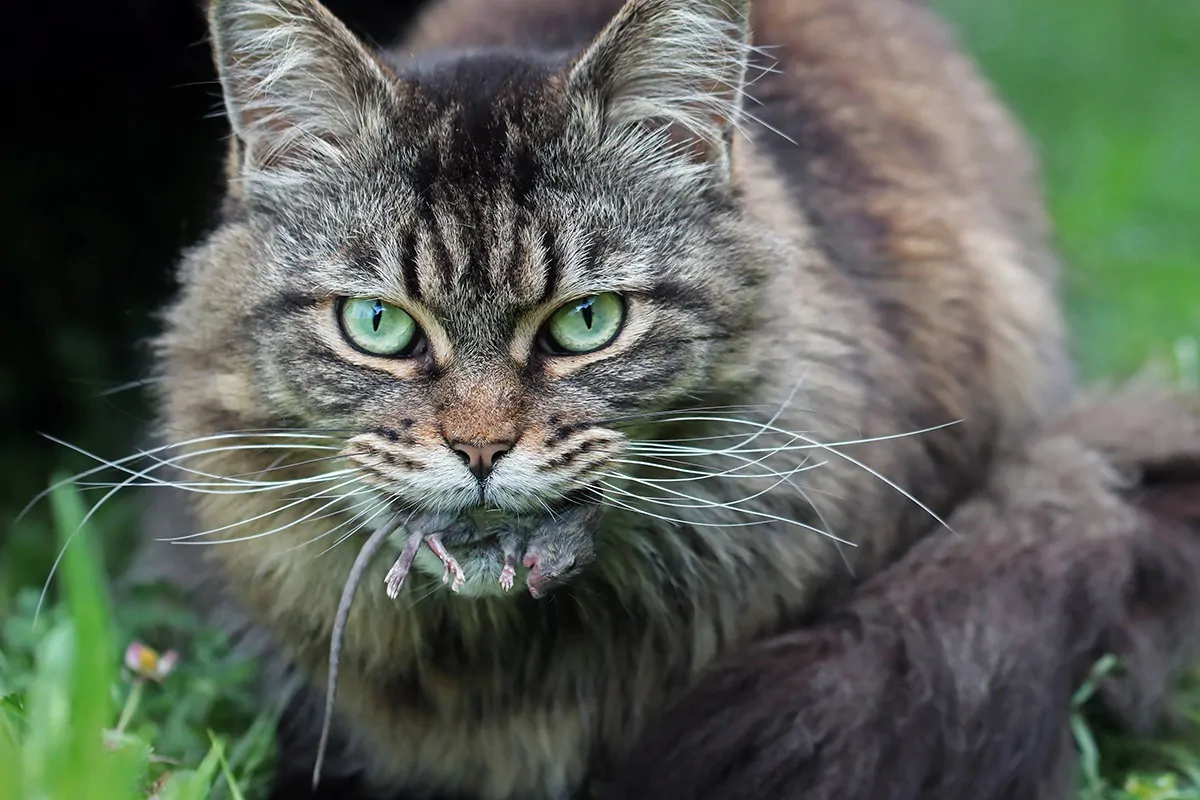Bestes Hausmittel gegen Mäuse? Die Katze